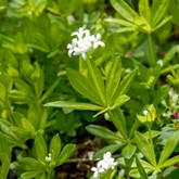 Sweet Woodruff